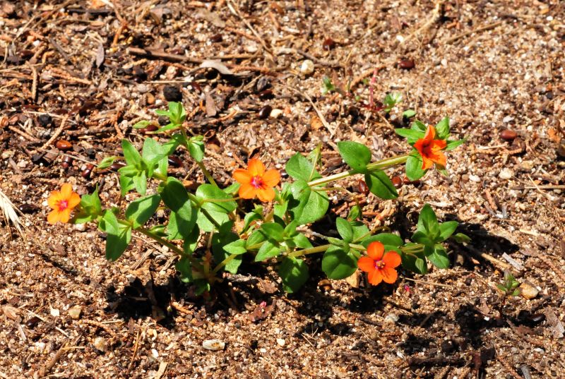 Lysimachia (=Anagallis) arvensis
